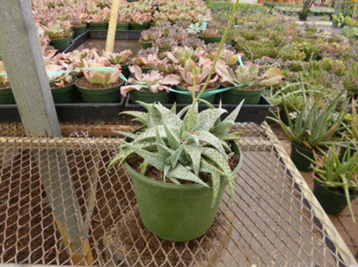 White Fox Aloe